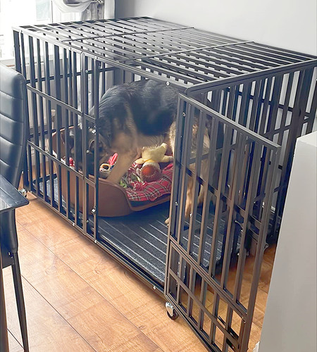 Heavy duty dog - duty, large